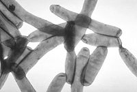 レジオネラ菌画像